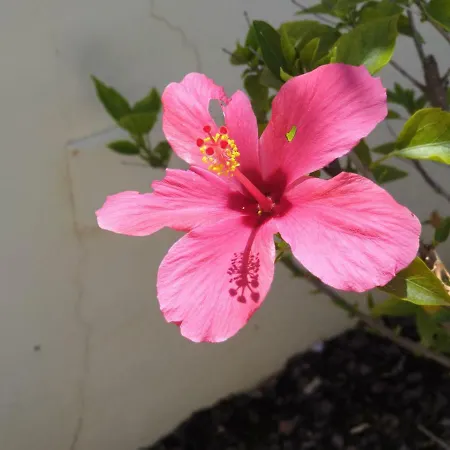 Oura V4 Marisa With Private Pool