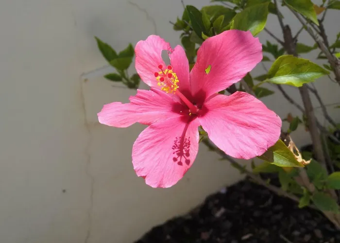 Oura V4 Marisa With Private Pool